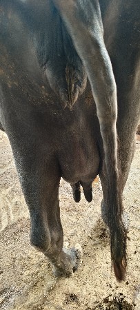 ભેંશ વેચવાની છે ૧૦ દીવસ ની કાચી