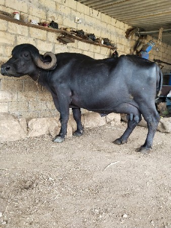 ભેશ વેચવાની છે