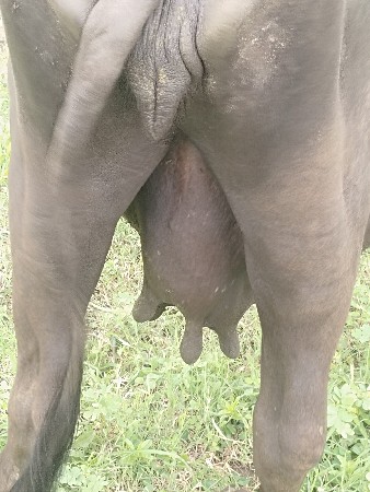 આ ભેંસ વેચવાની છે