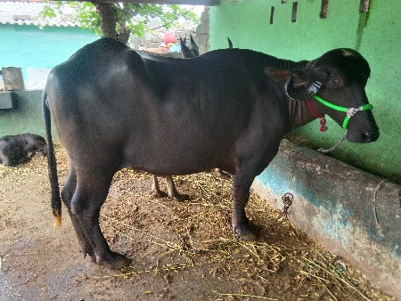 વેચવાની છે