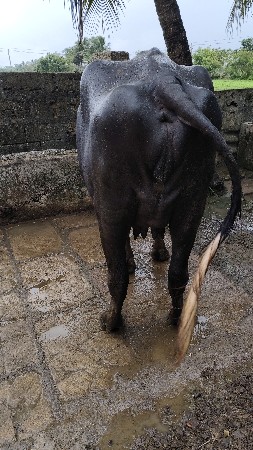 ભેસ વેસવાની છે  પેલૂ વેતર છે