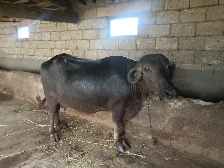 ભેંસ વેચવાની છે
