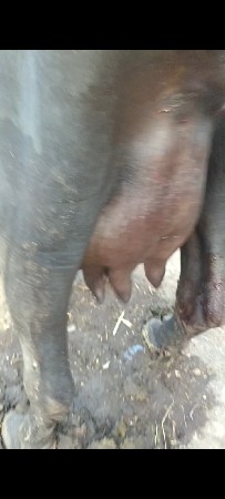 ભેંસ