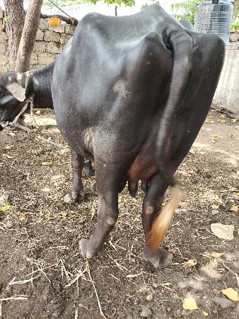 ત્રીજુ વેતર