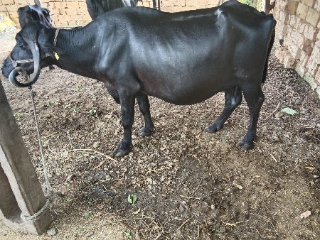 વેચવાની
