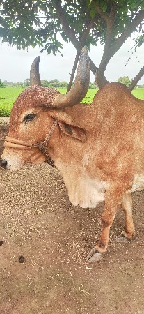 ગાય વેચવાની છે