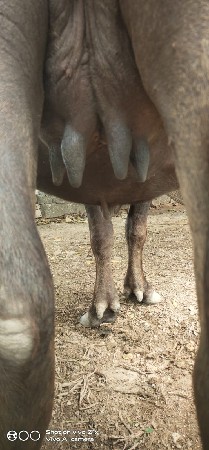 વેશવાની છે ખડેલી