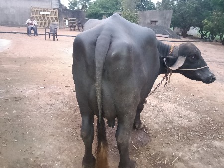 vechvani se