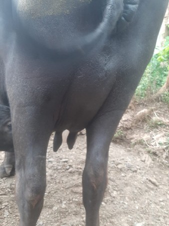 ભેંસ વેશવાની છે