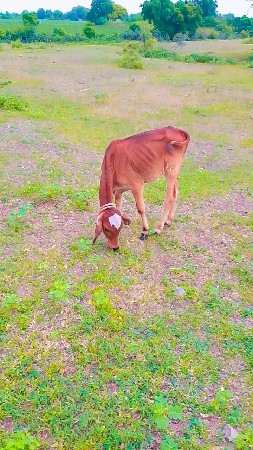 વાછડી પારવા દેવાની છે 
7862854923