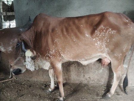 ગાય વેચવાની છે