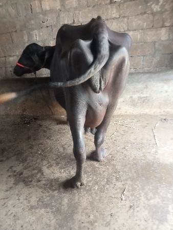 ભેંસ વેચવાની છે