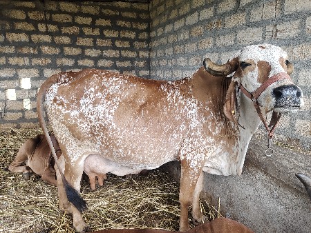 ગીર ગાઈ વેસવાની છે