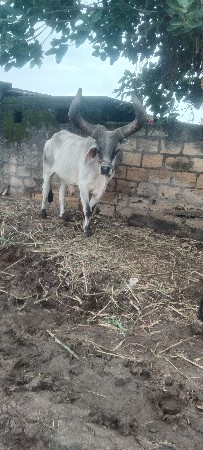 4 ધર ના બળદ વેશવાના છે