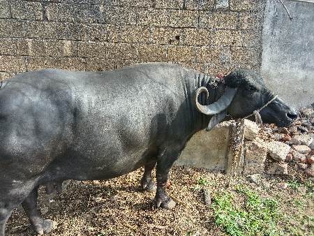 ભેંસ વેસવાની સે