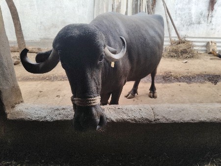 ભેંસ વેચવાની છે