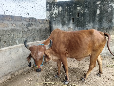 ગાય વેચવાની છે
