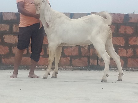 દાત 2
બકરો વેચવાનો છે
