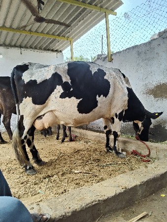 ગાય વેચવાની છે