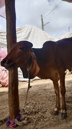 વાછડ ગીર