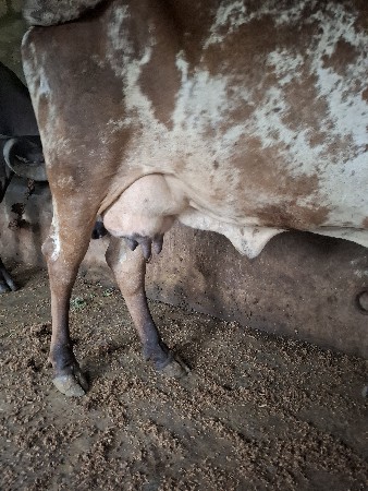 દેશી ગાય વેચવાની છે