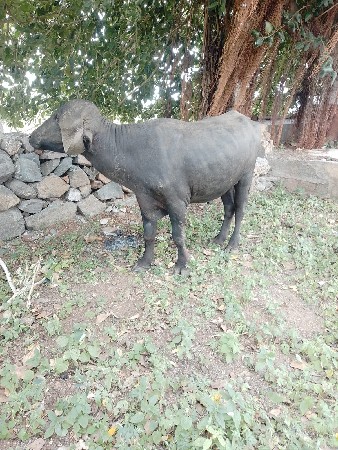 પાડો વેચવાનો છે