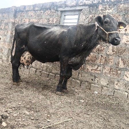 એચએફ ગાય વેચવાની છે