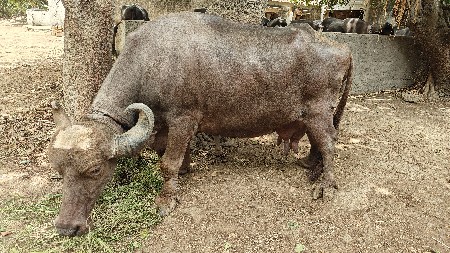 ભેંસ