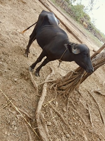 પાડી વેચવાની સે 2 વરસનીસે