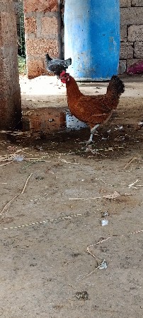 murgi vechvani chhe
