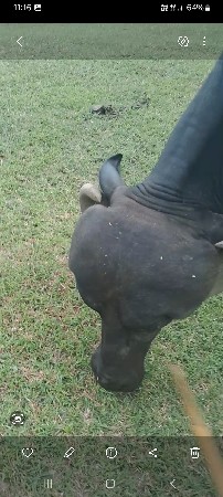 ઓરીજનલ જાફરાબાદી ખળેલી વેસવાની સે