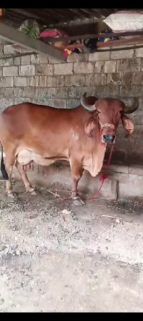 ગાય વેચવાની છે