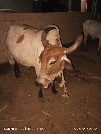 વેચાવાની છે