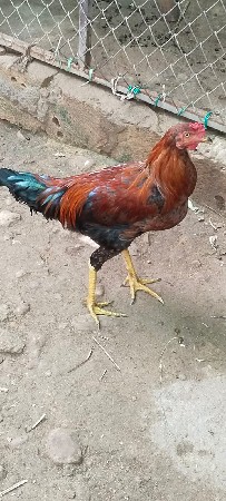 અસીલ મુરઘો