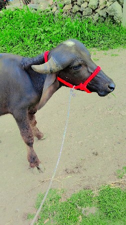ધીરૂભાઇ
