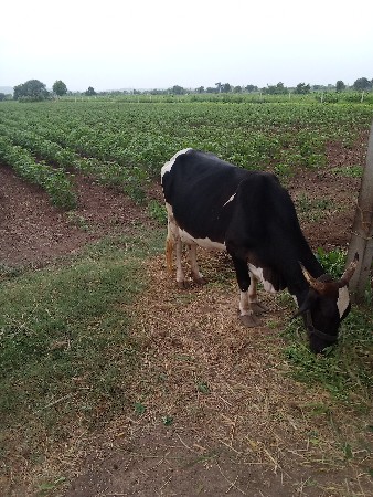 જર્સી ગાય વેચવાની છે