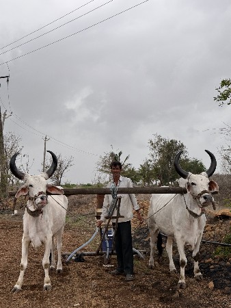 ગોઢલા વેચવા ના છે