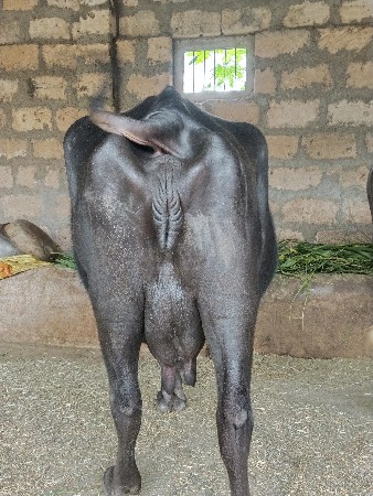 ભેંસ વેચવાની છે