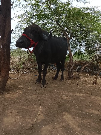 વેચવાની છે