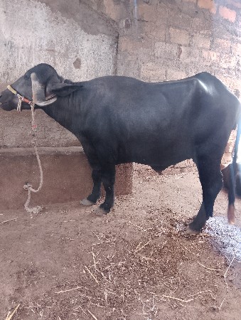 ખળેલી વેચવાની છે