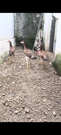 અસીલ મુરઘીના પટ્ટા વેચવાના છે