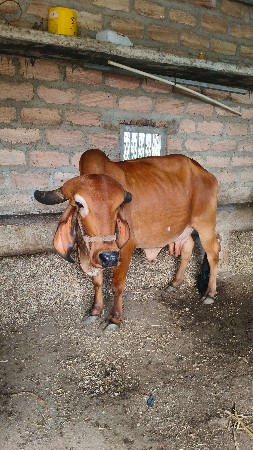 ગાય વેચવાની છે