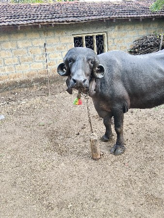 khadeli