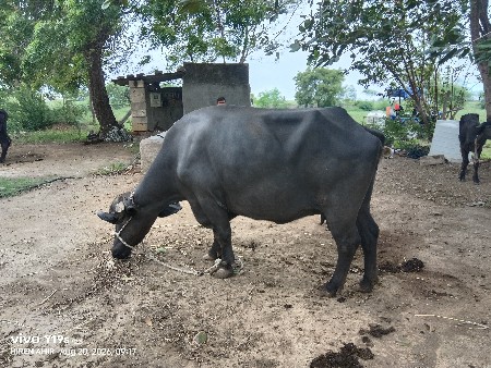 ભેંશ,