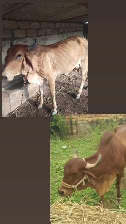 આ બંને ગાય આપી દેવાની છે
