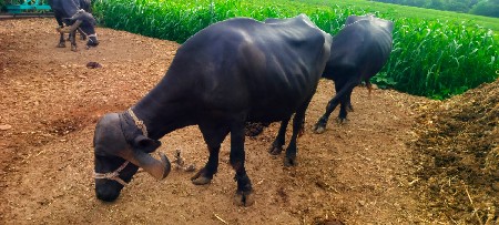 ભૅસ વૅસવાની સૅ 125000