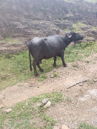 આ ભેંસ વેચવાની છે