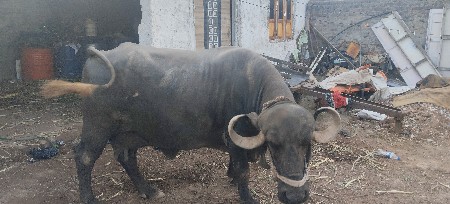 ભેસ વેચવાની છે વેતર 3 જુ