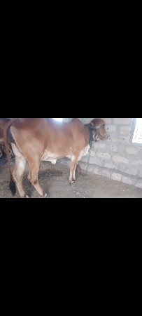 શંભુ ભાઈ 
6354616803
