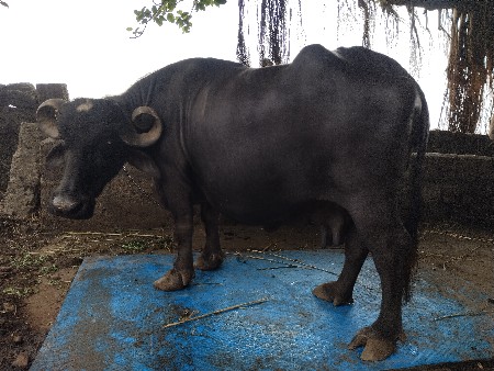 ભેંસ વેચવાની છે